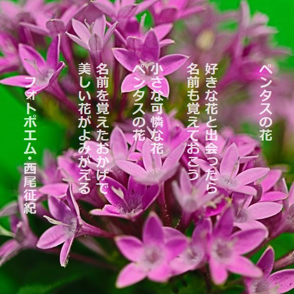 ３－１７ペンタスの花.jpg